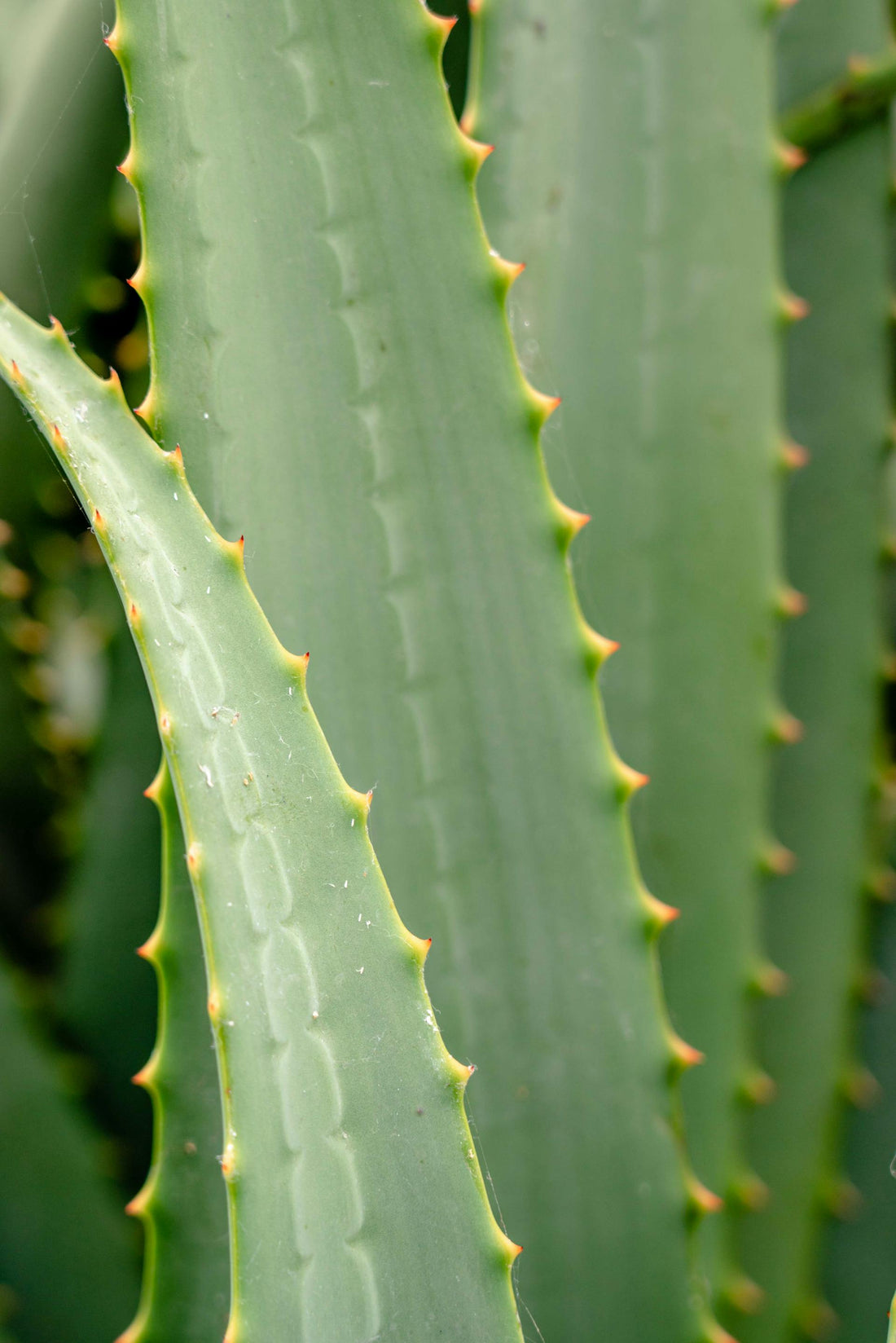 Is Aloe Vera Good For Your Skin? Which Skin Types Is It Best For?